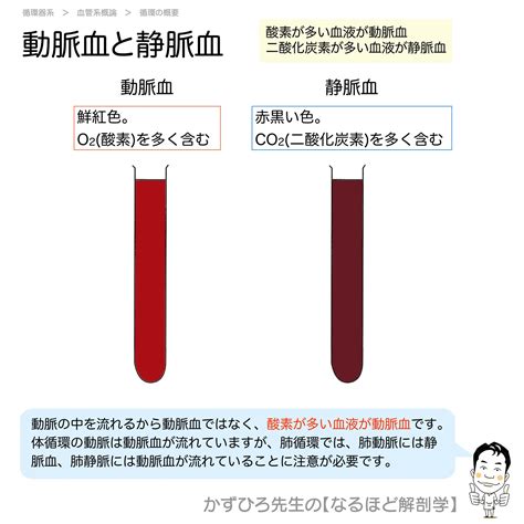 鮮紅色 暗赤色|動脈血とは？酸素を多く含む鮮紅色の血液